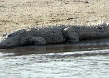 “La sustancia que domó el dolor: crónica de un hallazgo invisible”