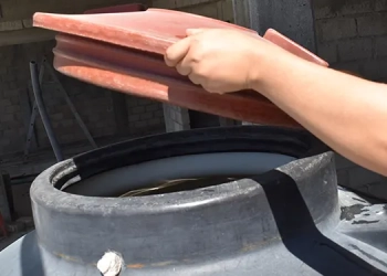 El maíz ajo, un tesoro vivo del pasado precolombino