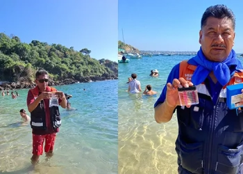 El maíz ajo, un tesoro vivo del pasado precolombino