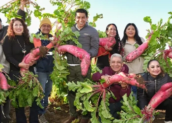 Jeanne Baret y la Bugambilia: la mujer que floreó el mundo